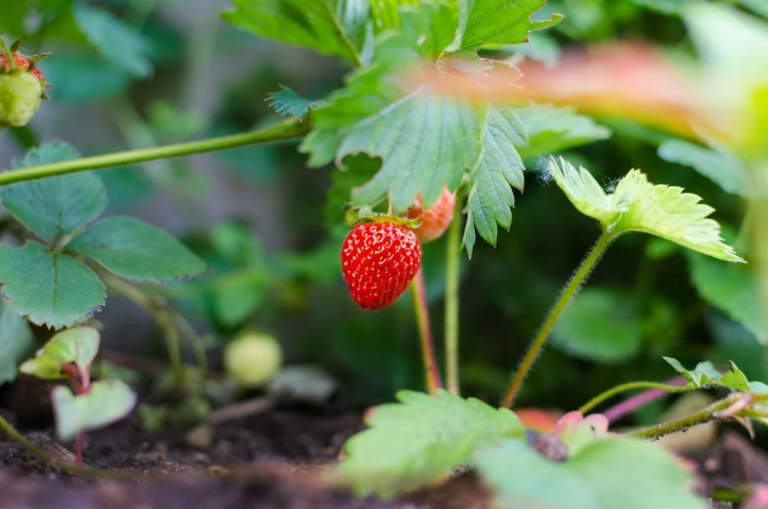 GARDENING TIPS THAT EACH GARDENER NEEDS TO KNOW